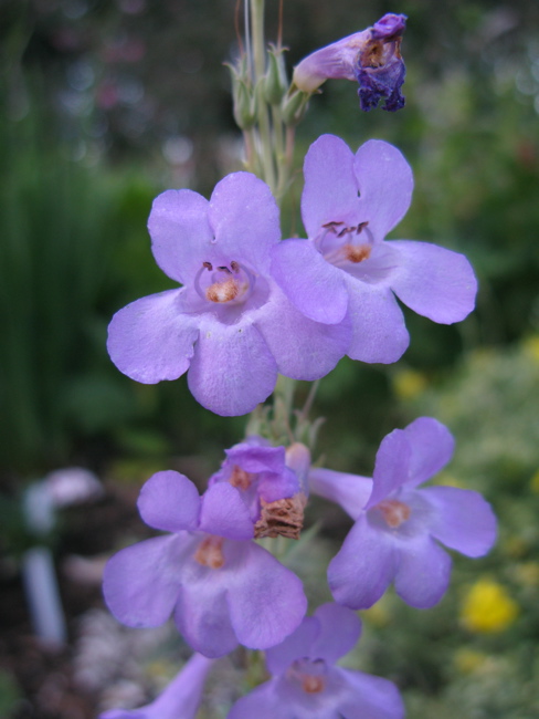 Penstemon secundiflorus | Forum topic | North American Rock Garden Society